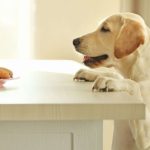 犬の食糞と栄養不足の関係 – 食事量を見直しが重要！