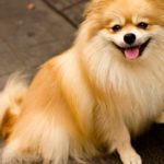 犬が散歩中にうんちを拾い食いする – 原因と対処法