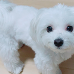 子犬 うんち食べる やめさせる方法|原因別の対策と改善のコツ